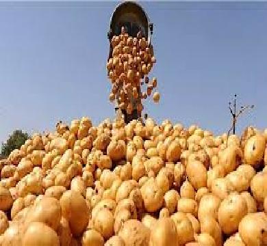 البطاطس تساهم في رفع ايرادات مصر بقيمة 40 مليون دولار بتصدير 107 الف طن 